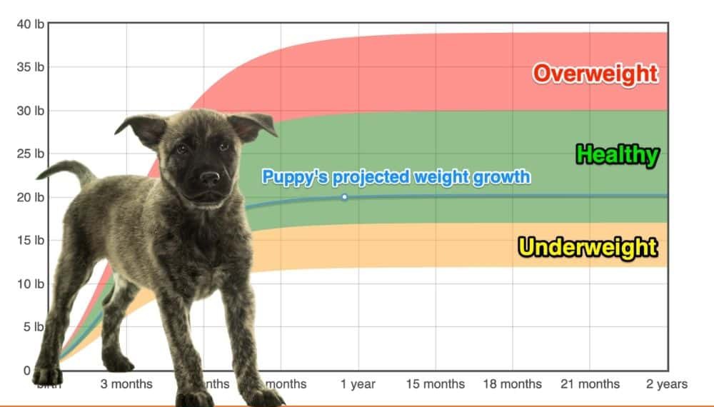 dutch-shepherd-dog-weight-growth-chart-2023-how-heavy-will-my-dutch